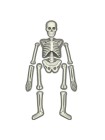 Юный врач. Скелет человека 